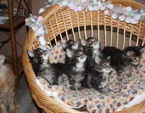 DES SPLENDID&rsquo;COONS