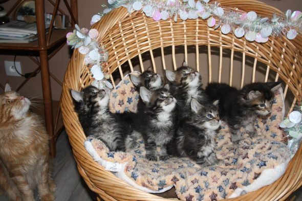 DES SPLENDID&rsquo;COONS - Image 2