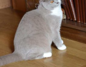 LA CHATTERIE DE LA VALLEE