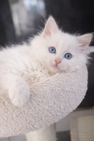 LITTLE LOVING PAWS - Image 5