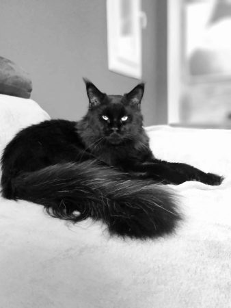 CHATTERIE DE L&rsquo;EMPIRE DES VIGNE - Image 1
