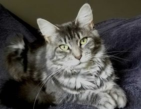 CHATTERIE DE L&rsquo;EMPIRE DES VIGNE