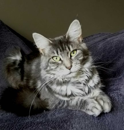 CHATTERIE DE L&rsquo;EMPIRE DES VIGNE - Image 2