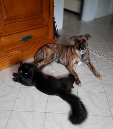 CHATTERIE DE L&rsquo;EMPIRE DES VIGNE - Image 8