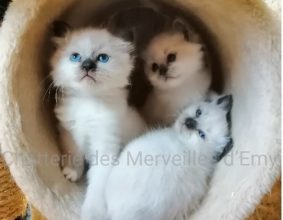 CHATTERIE DES MERVEILLES D EMY