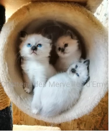 CHATTERIE DES MERVEILLES D EMY - Image 3
