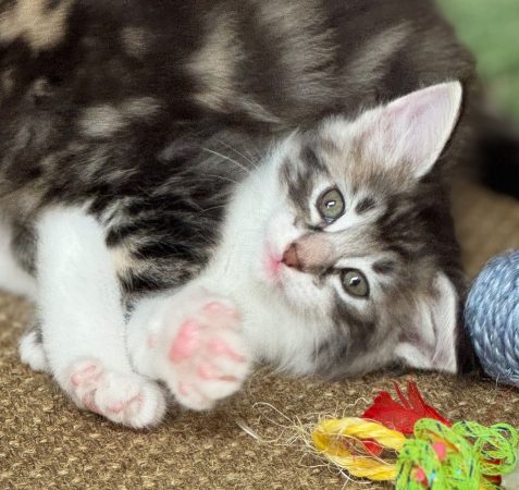 CHATTERIE MEWDIE KATT - Image 1