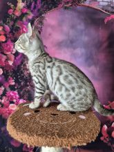 CHATTERIE DES TERRES DE GAIA