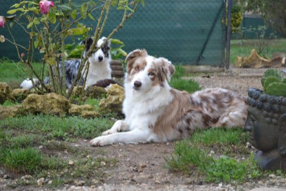 KANOU ET L AURA DU BORDER COLLIE - Image 5