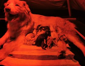 JOANNIE ET SA PETITE COMPAGNIE