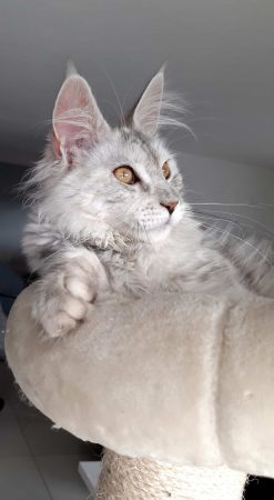 L EMPREINTE FELINE - Image 1