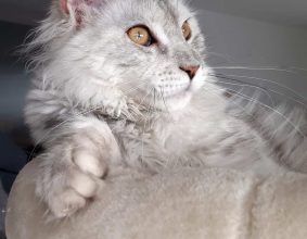 L EMPREINTE FELINE
