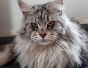 L EMPREINTE FELINE