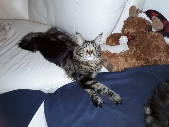 CHATTERIE DE CHAMFROY - Image 6