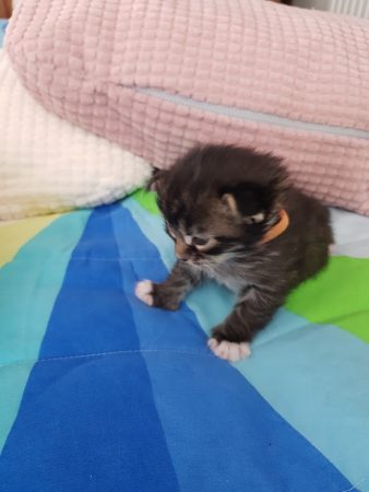 CHATTERIE DE CHAMFROY - Image 5