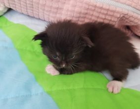 CHATTERIE DE CHAMFROY