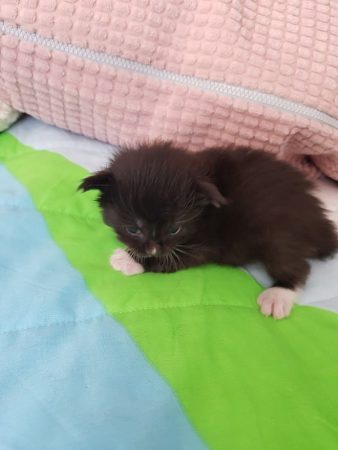 CHATTERIE DE CHAMFROY - Image 4