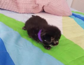 CHATTERIE DE CHAMFROY