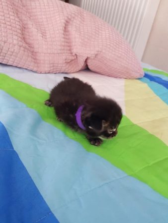 CHATTERIE DE CHAMFROY - Image 3
