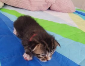 CHATTERIE DE CHAMFROY