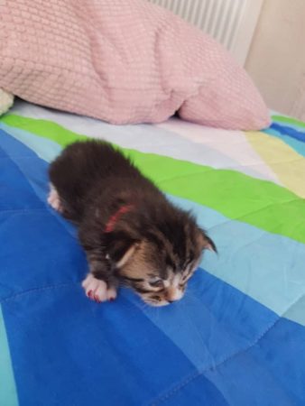 CHATTERIE DE CHAMFROY - Image 2