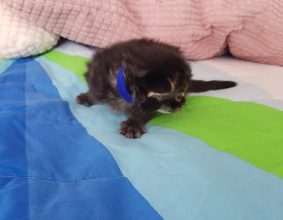 CHATTERIE DE CHAMFROY