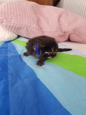 CHATTERIE DE CHAMFROY - Image 1