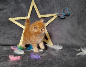 CHATERIE DE LA TENDRESSE PERSANE