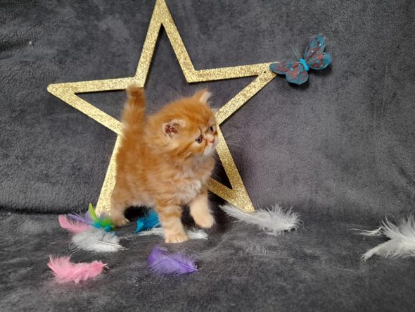 CHATERIE DE LA TENDRESSE PERSANE - Image 2