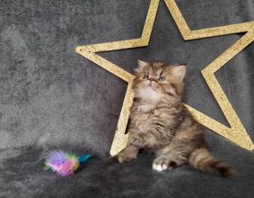 CHATERIE DE LA TENDRESSE PERSANE