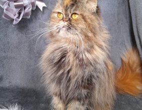 CHATERIE DE LA TENDRESSE PERSANE