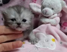CHATERIE DE LA TENDRESSE PERSANE