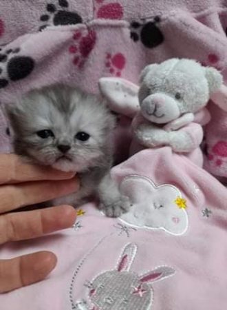 CHATERIE DE LA TENDRESSE PERSANE - Image 5