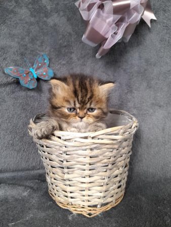 CHATERIE DE LA TENDRESSE PERSANE - Image 6