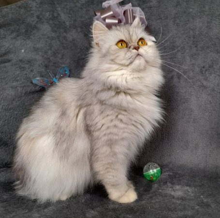 CHATERIE DE LA TENDRESSE PERSANE - Image 7