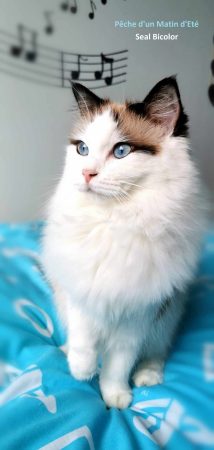 LES RAGDOLL DU STUDIO ENCHANTE - Image 1
