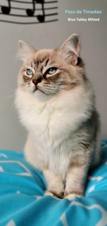 LES RAGDOLL DU STUDIO ENCHANTE - Image 2