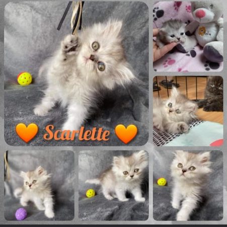 CHATERIE DE LA TENDRESSE PERSANE - Image 8