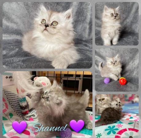 CHATERIE DE LA TENDRESSE PERSANE - Image 9