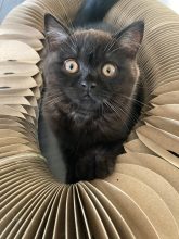 Du Chat de l&rsquo; Aiguille