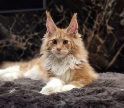 CHATTERIE LEIMGRABEN ET COON&rsquo;S