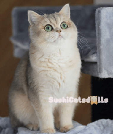 DE SUSHICATSDOLLS - Image 2