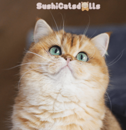 DE SUSHICATSDOLLS - Image 5