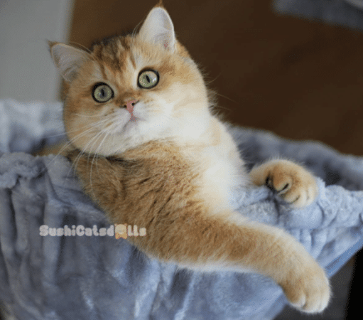 DE SUSHICATSDOLLS - Image 6