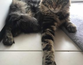 LA CHATTERIE DE PAULA
