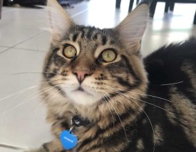 LA CHATTERIE DE PAULA