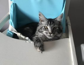 LA CHATTERIE DE PAULA