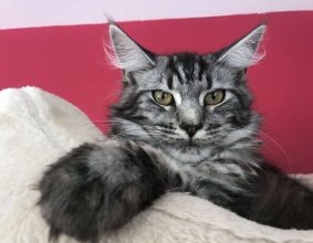 LA CHATTERIE DE PAULA