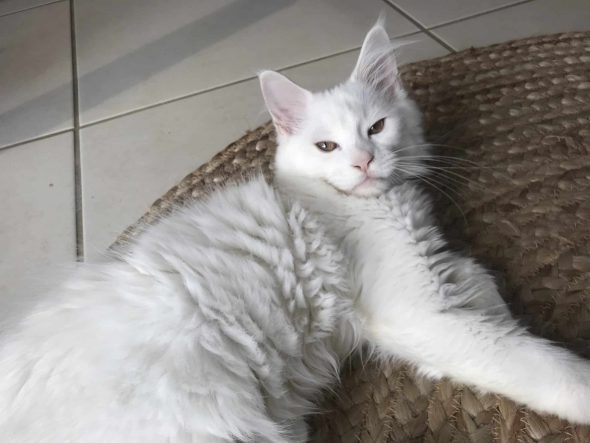 LA CHATTERIE DE PAULA - Image 6