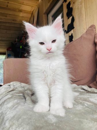 LA CHATTERIE DE PAULA - Image 7